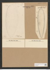 Surirella elegans var. norvegica (Eul.) Brun (de-Toni-Nr.: Genus 53, Species 2236) Zeichnungen Sammlung Grunow Nr. 4660 (NHMW-BOT-W0372725)